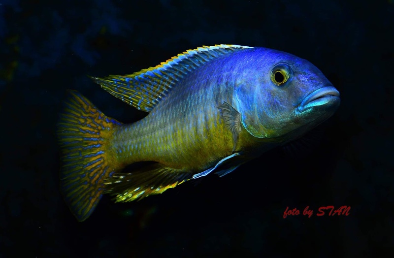 Taeniochromis holotaenia